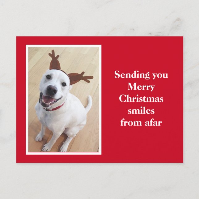 Cute Smiling Reindeer Puppy Dog Red Christmas Postcard (Front)