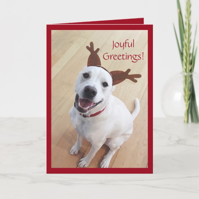 Cute Smiling White Reindeer Dog Christmas Holiday Card (Front)