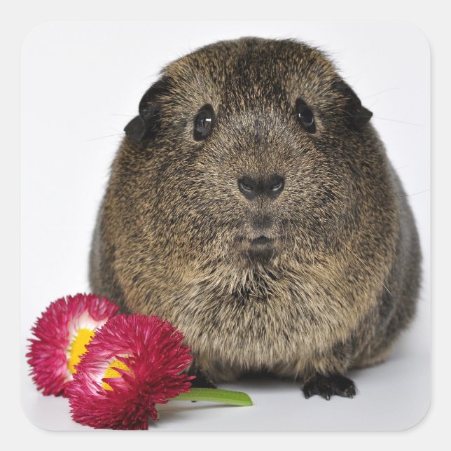 Cute, Smooth, Lemon Agouti Guinea Pig and Flowers Square Sticker (Front)