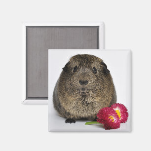 Cute, Smooth, Lemon Agouti Guinea Pig with Flowers Magnet