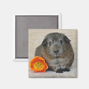 Cute, Smooth, Short Hair, Agouti Guinea Pig Magnet