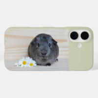 Cute Smooth, Silver Agouti Guinea Pig and Daisies