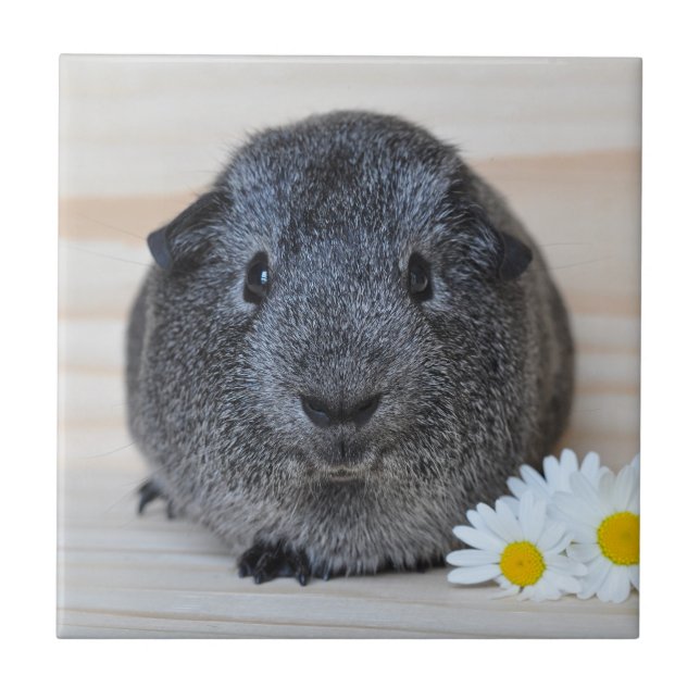 Cute Smooth, Silver Agouti Guinea Pig and Daisies Ceramic Tile (Front)