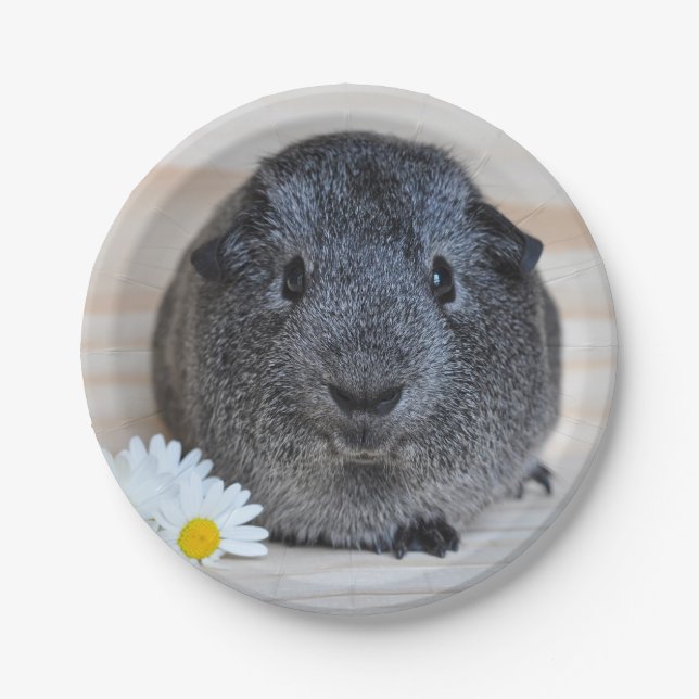 Cute Smooth, Silver Agouti Guinea Pig and Daisies Paper Plate (Front)