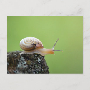 Cute Snail on Edge With Green Background Postcard