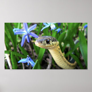 Cute snake poster