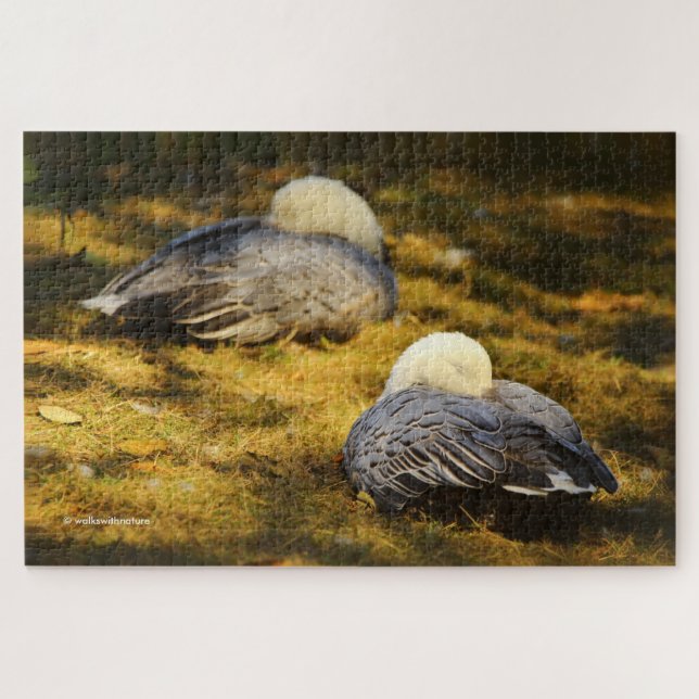 Cute Snow Geese Dreaming in the Summer Sun Jigsaw Puzzle (Horizontal)