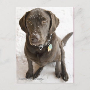 Cute Snow Sprinkled Chocolate Lab Photograph Postcard