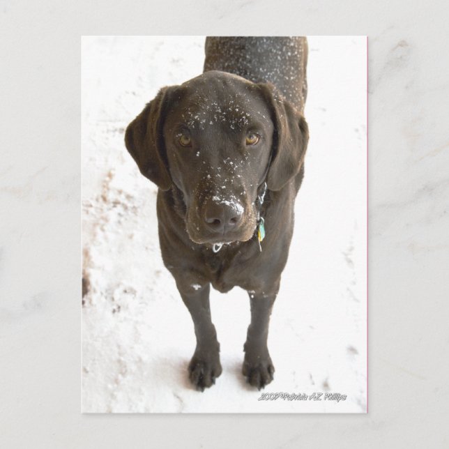 Cute Snow Sprinkled Chocolate Lab Postcard (Front)
