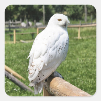 Cute Snowy Owl Square Sticker