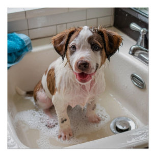 Cute Soapy Wet Puppy Bath Poster Wall Art