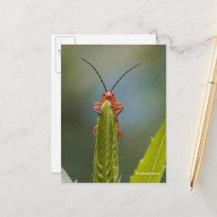 Cute Soldier Beetle Bug on False Dragonhead Postcard