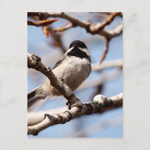 Cute Songbird On the Lookout for Spring Postcard
