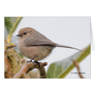 Cute Songbird on the Pear Tree