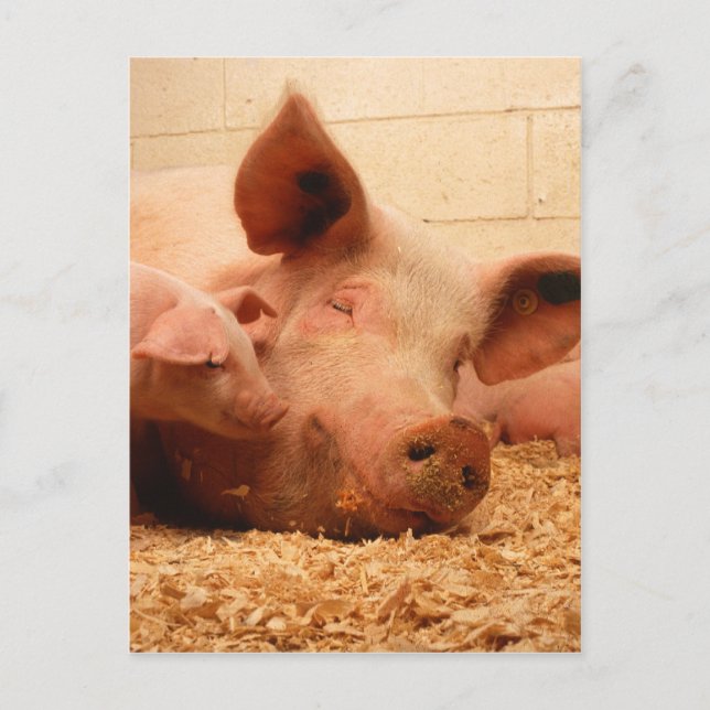 Cute Sow with Piglets Postcard (Front)