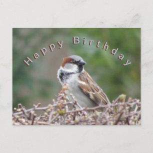 Cute Sparrow Happy Birthday Postcard