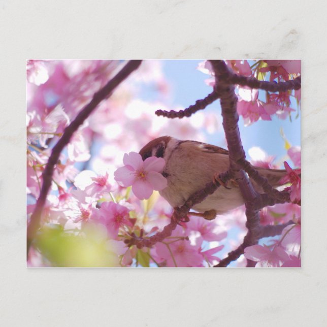 cute sparrow on the cherry tree postcard (Front)