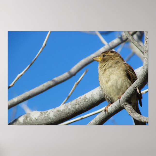 Cute sparrow poster (Front)