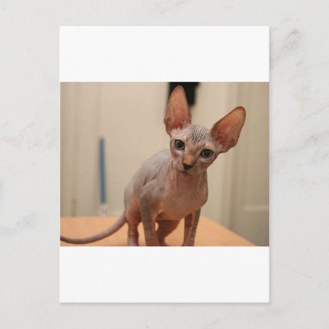 Cute sphynx kitten "I'm furless, are you?" Postcard (Front)