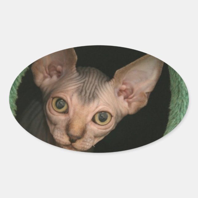 Cute sphynx kitten oval sticker (Front)