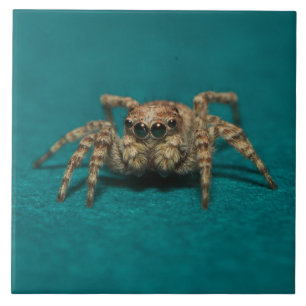 Cute Spider Big Eyes Photo Ceramic Tile