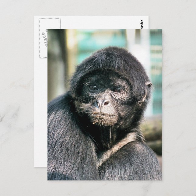 CUTE SPIDER MONKEY POSTCARD (Front/Back)