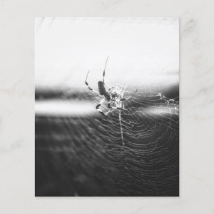 Cute Spider Tangled Weave Spider Lover Gift Flyer