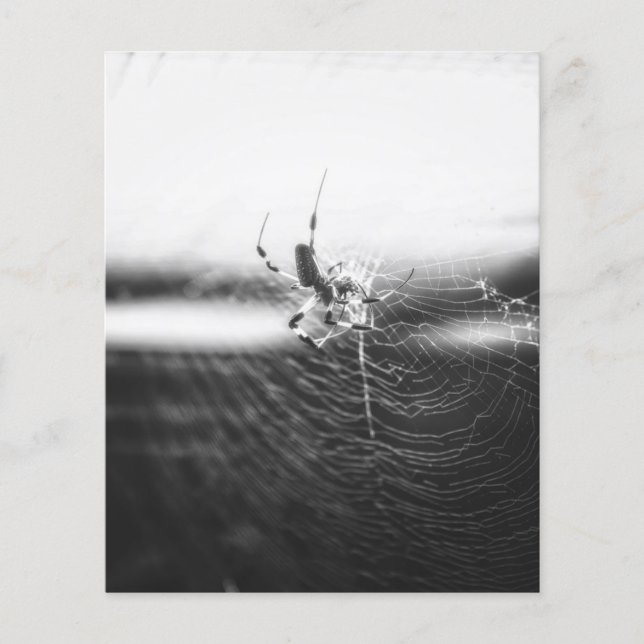 Cute Spider Tangled Weave | Spider Lover Gift Flyer (Front)
