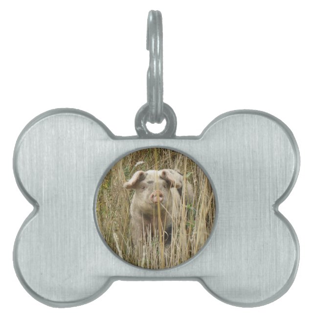 Cute Spotty Pig Pet Tag (Front)