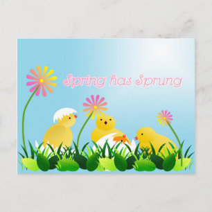 Cute Spring Chicks Postcard