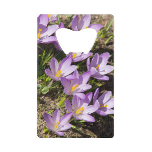 Cute spring crocuses