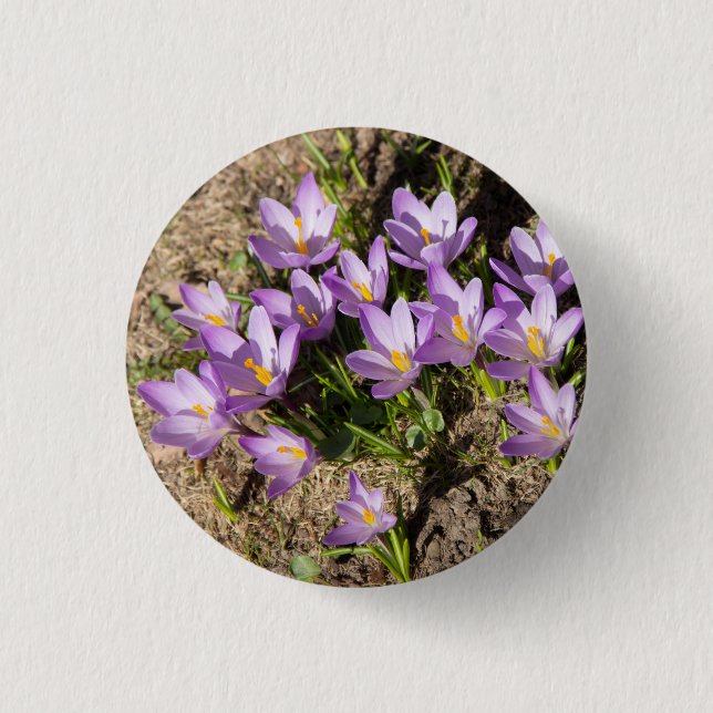 Cute spring crocuses 3 cm round badge (Front)