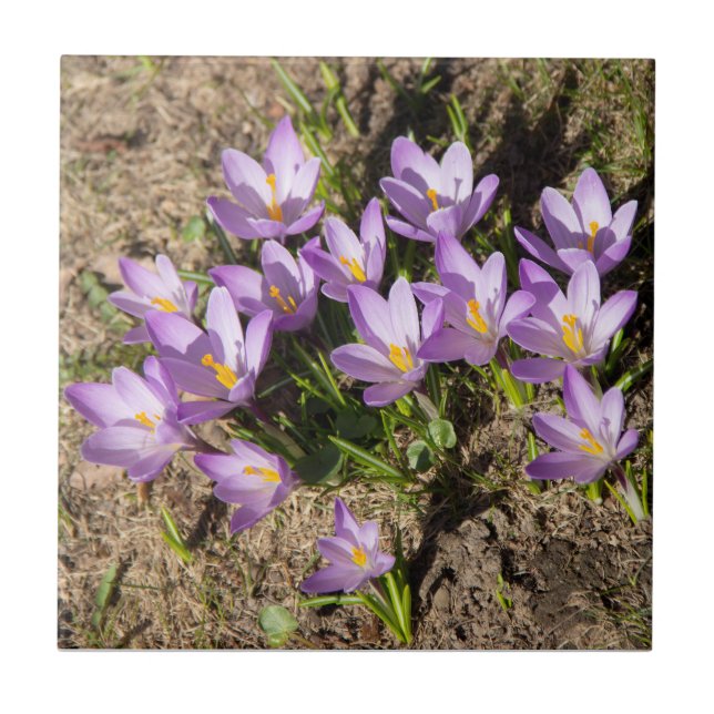Cute spring crocuses ceramic tile (Front)