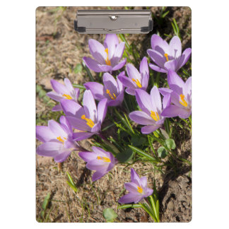 Cute spring crocuses clipboard