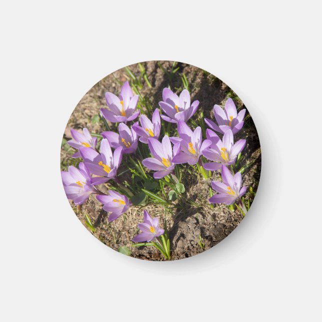 Cute spring crocuses magnet (Front)