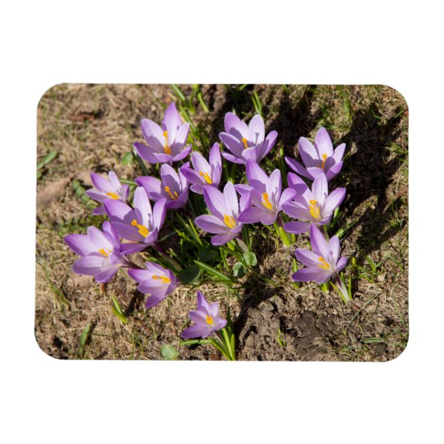 Cute spring crocuses magnet (Horizontal)