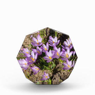 Cute spring crocuses photo block