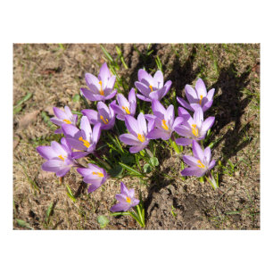 Cute spring crocuses photo print