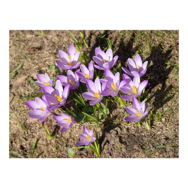 Cute spring crocuses photo print (Front)