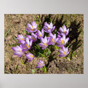 Cute spring crocuses poster