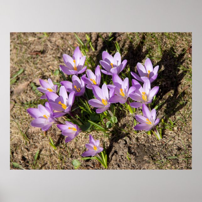 Cute spring crocuses poster (Front)