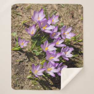 Cute spring crocuses sherpa blanket