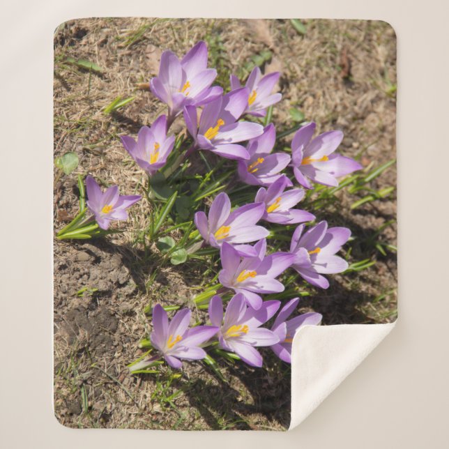 Cute spring crocuses sherpa blanket (Front)