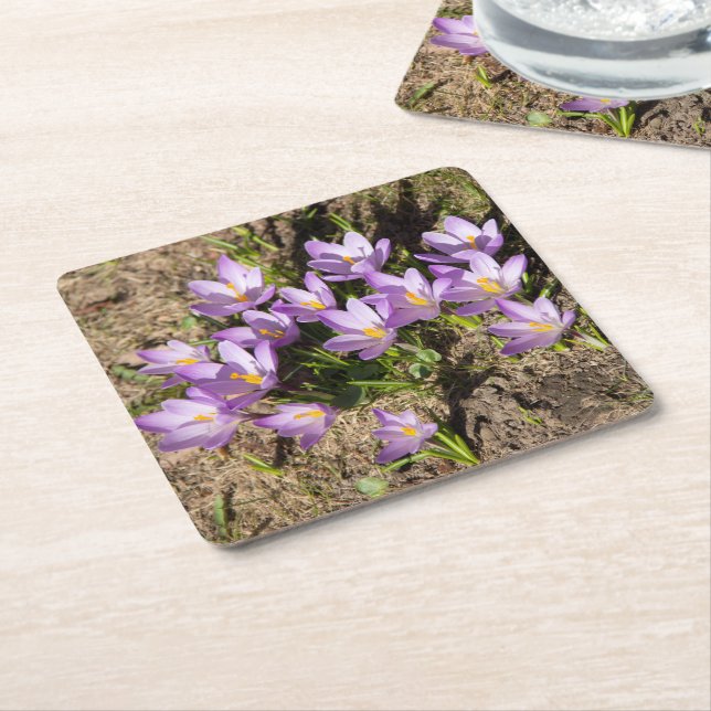 Cute spring crocuses square paper coaster (Angled)