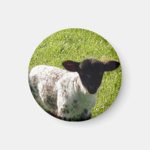 Cute Spring Lamb Magnet