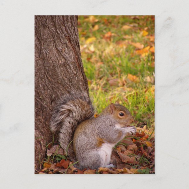 Cute Squirrel Close Up Post Card (Front)