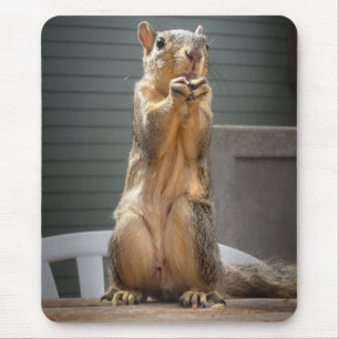Cute Squirrel Closeup with Nut 3 Mouse Pad