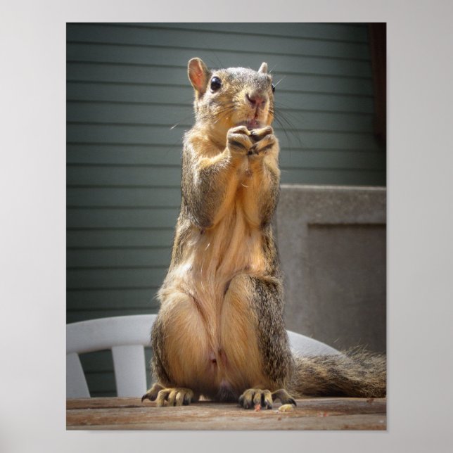Cute Squirrel Closeup with Nut 3 Poster (Front)