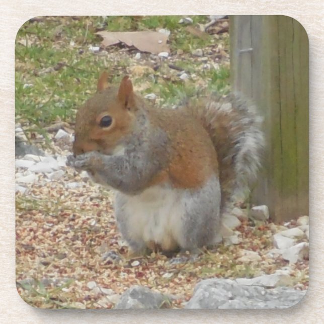 Cute Squirrel Coaster Set. (Front)