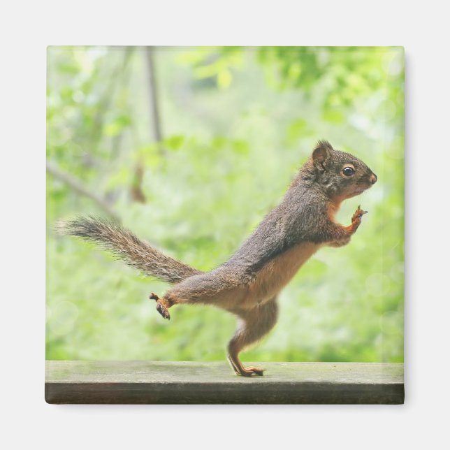 Cute Squirrel Doing Tai Chi Magnet (Front)